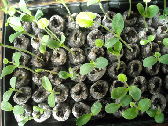 Winter Squash Seedlings